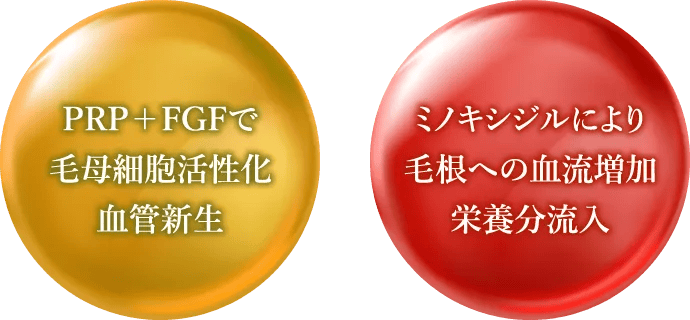 FGFで毛母細胞活性化血管新生・ミノキシジルにより毛根への血流増加栄養分流入